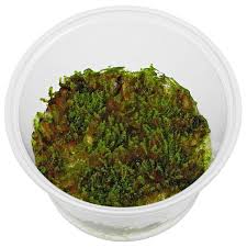 Attēlu rezultāti vaicājumam “Fontinalis antipyretica subsp. gracilis”