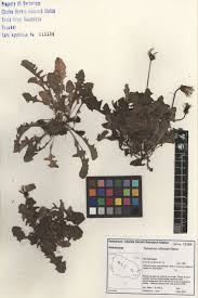 Attēlu rezultāti vaicājumam “Taraxacum officinale aggr.”