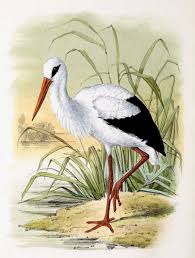 Attēlu rezultāti vaicājumam “Ciconia ciconia”