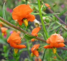 Image result for Alonsoa linearis