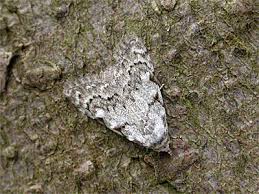 Attēlu rezultāti vaicājumam “Nola confusalis”