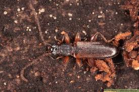 Attēlu rezultāti vaicājumam “Dendrophagus crenatus”