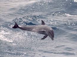 Image result for Tursiops truncatus