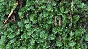 Attēlu rezultāti vaicājumam “Calypogeia azurea”