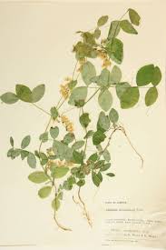 Attēlu rezultāti vaicājumam “Leguminosae”