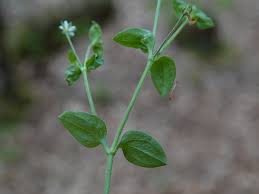 Attēlu rezultāti vaicājumam “Moehringia trinervia”