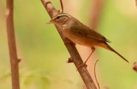 Image result for Phylloscopus schwarzi
