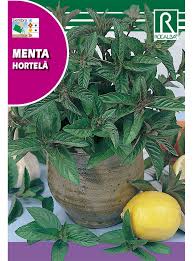 Image result for Menta x piperita