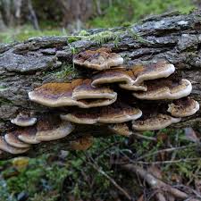 Attēlu rezultāti vaicājumam “Inonotus radiatus”