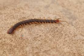 Attēlu rezultāti vaicājumam “Chilopoda”