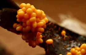 Attēlu rezultāti vaicājumam “Badhamia utricularis stalked”