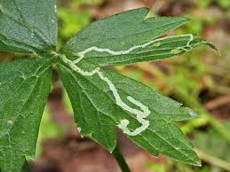 Attēlu rezultāti vaicājumam “Phytomyza ranunculi”