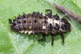 Attēlu rezultāti vaicājumam “Calvia decemguttata larva”