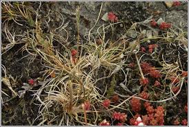 Attēlu rezultāti vaicājumam “Festuca ovina fruit”