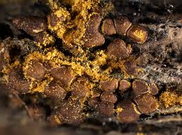 Attēlu rezultāti vaicājumam “Perichaena corticalis”