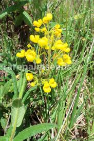 Image result for Calceolaria integrifolia