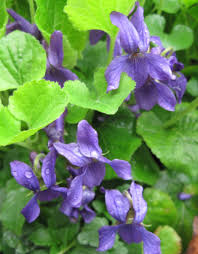 Image result for Viola odorata
