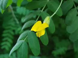 Attēlu rezultāti vaicājumam “Caragana arborescens flower”