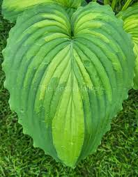 Image result for Hosta Warpaint