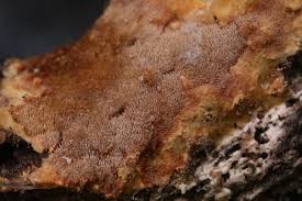 Attēlu rezultāti vaicājumam “Asterodon ferruginosus”