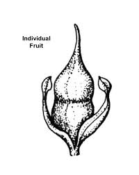 Attēlu rezultāti vaicājumam “Sparganium erectum aggr. fruit”