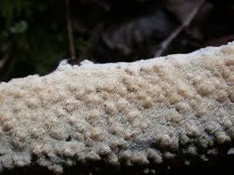 Attēlu rezultāti vaicājumam “Schizopora paradoxa”