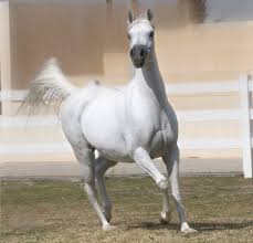 خيول جديدة 2013 - صور خيل