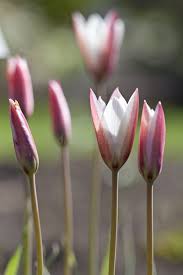 Attēlu rezultāti vaicājumam “Tulipa sylvestris bud”