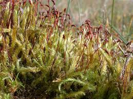 Attēlu rezultāti vaicājumam “Dicranella staphylina cells”