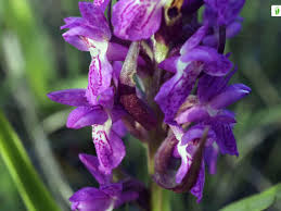 Attēlu rezultāti vaicājumam “Dactylorhiza cruenta flower”