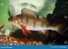 Attēlu rezultāti vaicājumam “Perca fluviatilis”