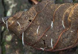 Attēlu rezultāti vaicājumam “Typhula erythropus”