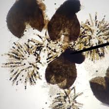 Attēlu rezultāti vaicājumam “Sordaria fimicola”