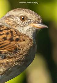 Attēlu rezultāti vaicājumam “Prunella modularis adult”