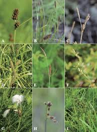 Attēlu rezultāti vaicājumam “Cyperaceae”