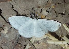 Attēlu rezultāti vaicājumam “Cabera pusaria male”