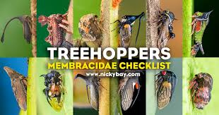 Attēlu rezultāti vaicājumam “Membracidae”