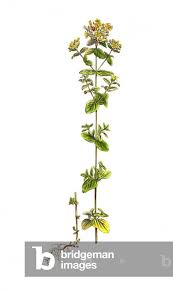 Attēlu rezultāti vaicājumam “Hypericum maculatum”