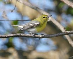 Image result for Vireo flavifrons