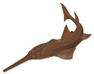 Image result for Pristis pristis