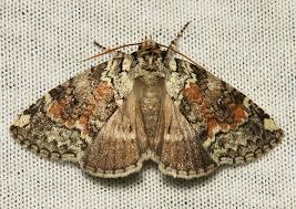 Attēlu rezultāti vaicājumam “Drepanidae”