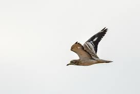 Image result for Burhinus oedicnemus