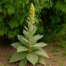 Attēlu rezultāti vaicājumam “Verbascum thapsus fruit”
