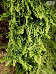 Attēlu rezultāti vaicājumam “Lejeunea cavifolia”