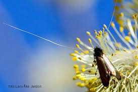 Attēlu rezultāti vaicājumam “Adela cuprella”
