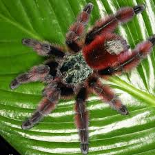 Attēlu rezultāti vaicājumam “Comatricha pulchella macro”