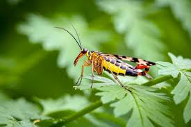 Attēlu rezultāti vaicājumam “Panorpa communis”