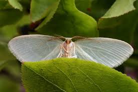 Attēlu rezultāti vaicājumam “Jodis putata”