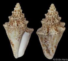 Image result for Aliger gigas