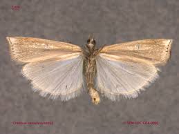 Attēlu rezultāti vaicājumam “Crambus hamella”